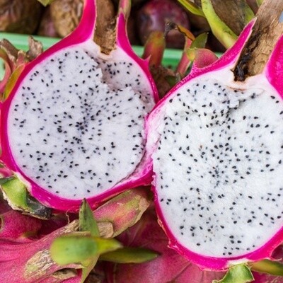 Pitahaya, Pitaya, Frutto del drago, Hylocereus undatus, Pitaia - vaso Ø5,5 cm