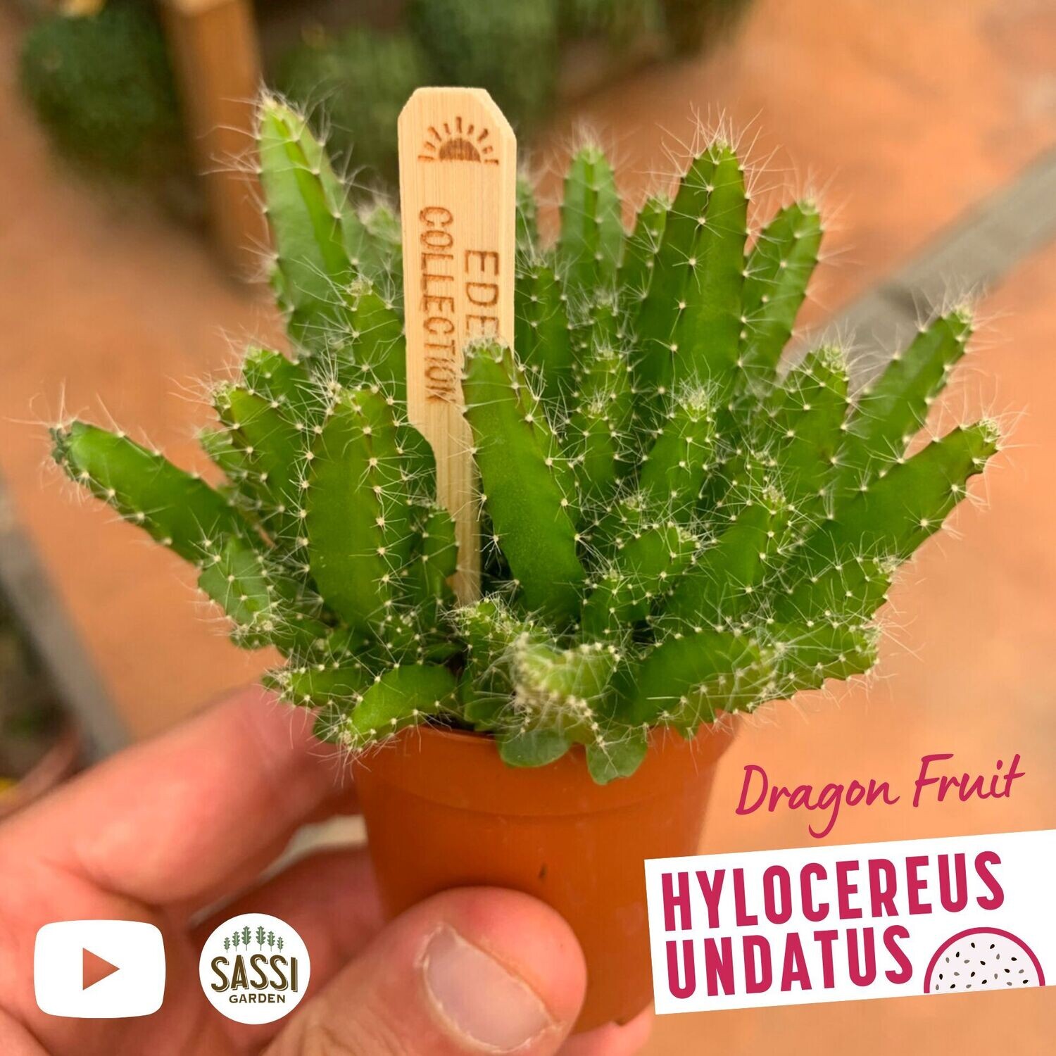 Pitahaya, Pitaya, Frutto del drago, Hylocereus undatus, Pitaia - vaso Ø5,5 cm