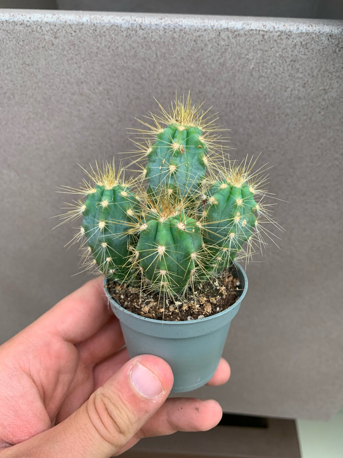 Pilosocereus azureus - vaso Ø6 cm