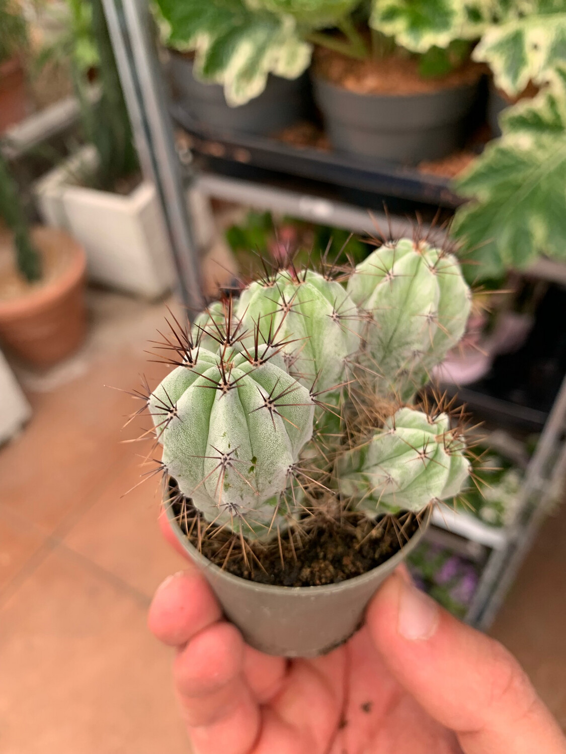 Polaskia chichipe - vaso Ø8.5 cm Polaskia chichipe - vaso Ø8.5 cm