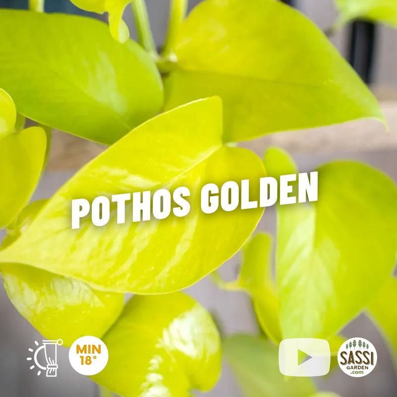 Pothos Golden, Epipremnun pinnatum, Scindapsus, Potos, Potus, Photus - vaso Ø11.5 cm