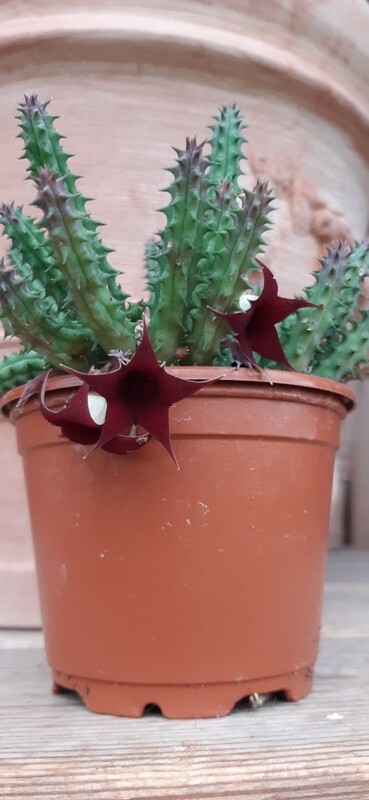 Stapelia Huernia Schneideriana - vaso Ø8 cm