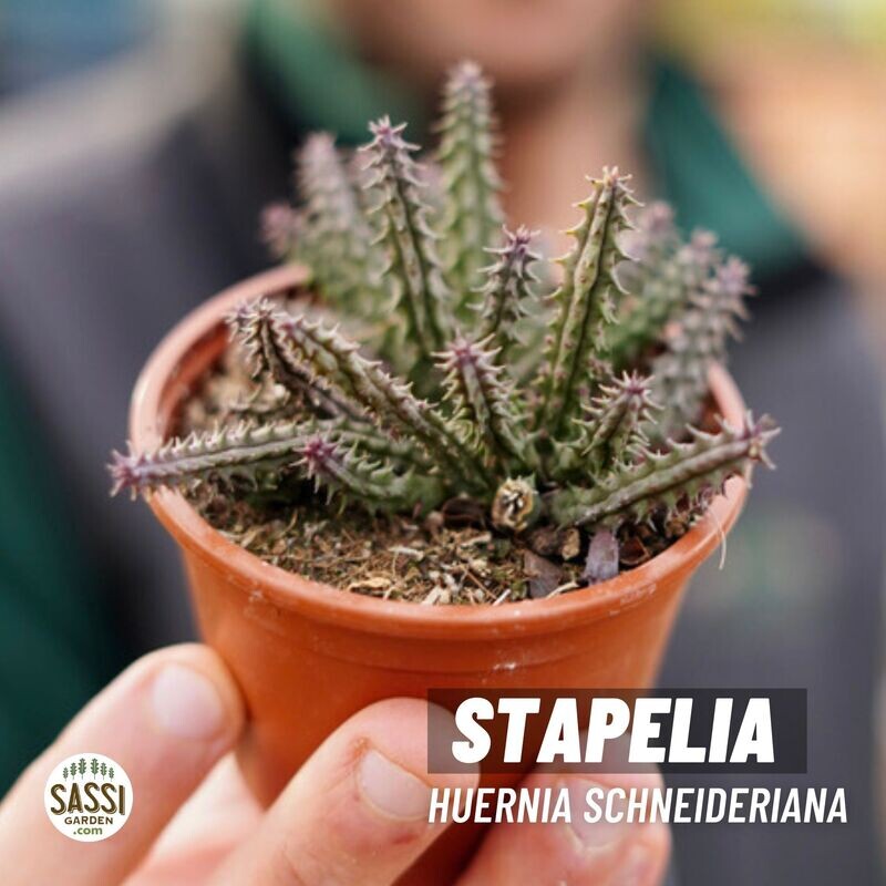 Stapelia Huernia Schneideriana - vaso Ø8 cm Stapelia Huernia Schneideriana - vaso Ø8 cm