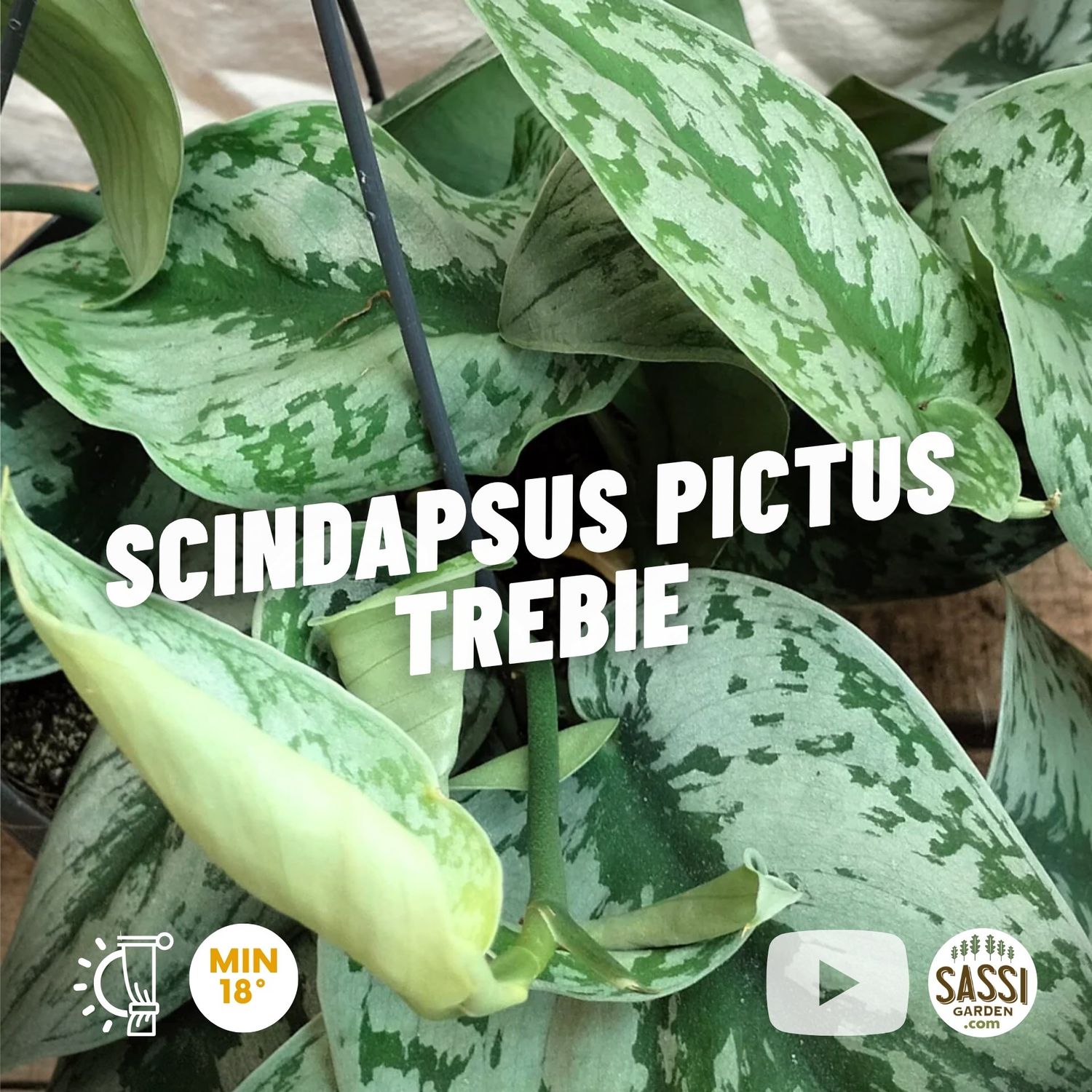 Scindapsus pictus 'Trebie' ricadente, Potus, Potos, Pothos, Photus - vaso Ø12 cm