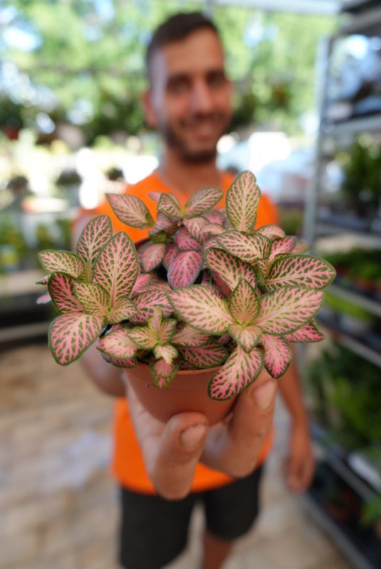 Fittonia 'Pink Anne' - vaso Ø8,5 cm