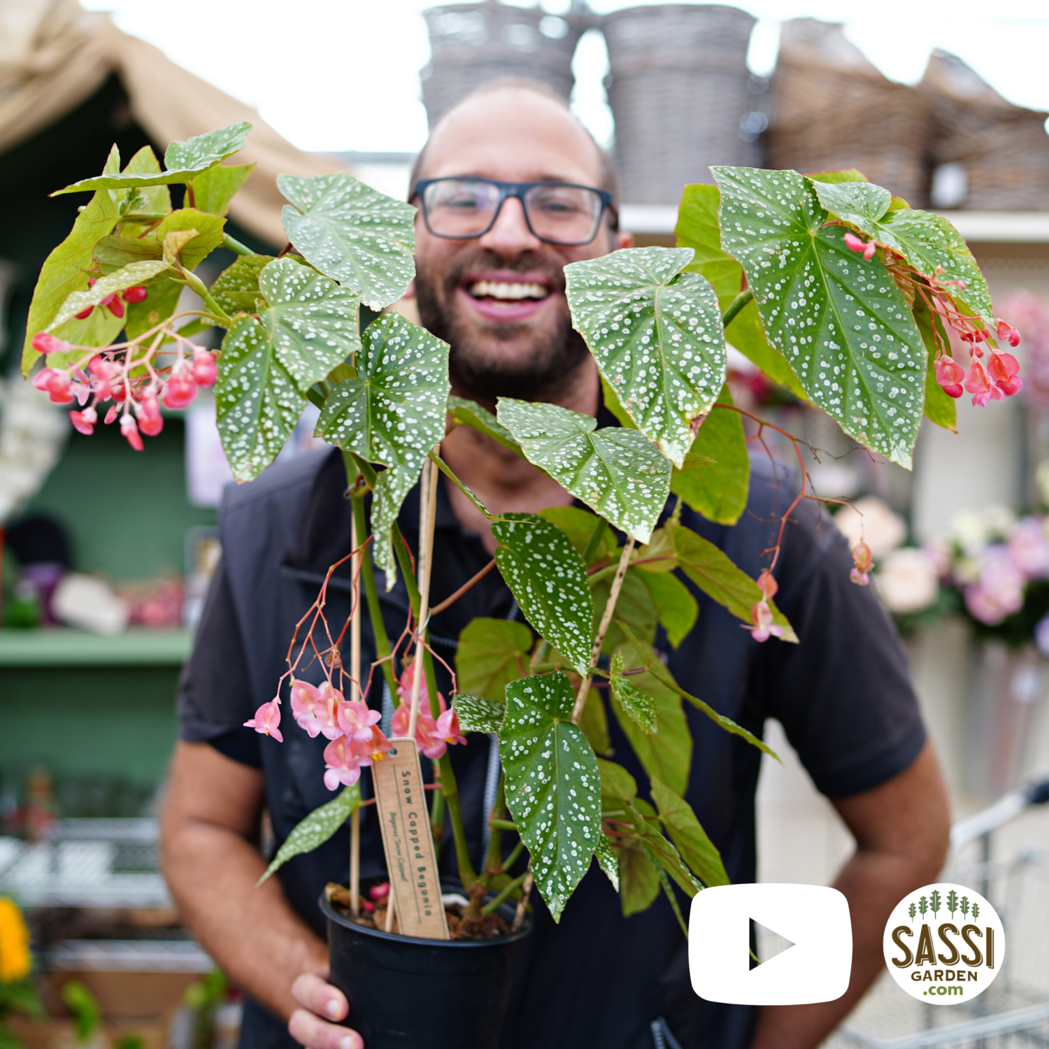 Begonia corallina 'Snow Capped' - vaso Ø14 cm