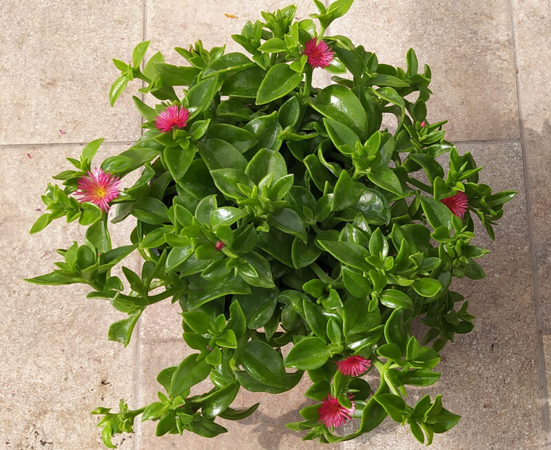 Aptenia cordifolia, foglia VERDE, fiore FUXIA - vaso Ø15 cm
