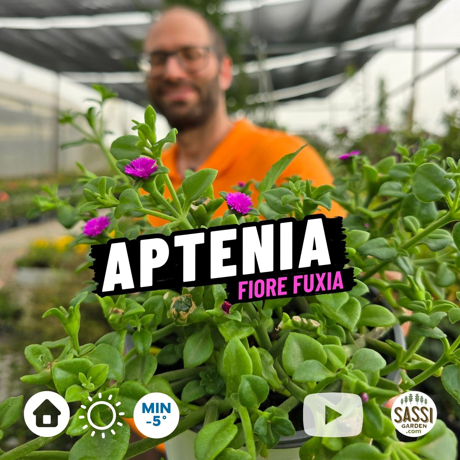 Aptenia cordifolia, foglia VERDE, fiore FUXIA - vaso Ø14 cm