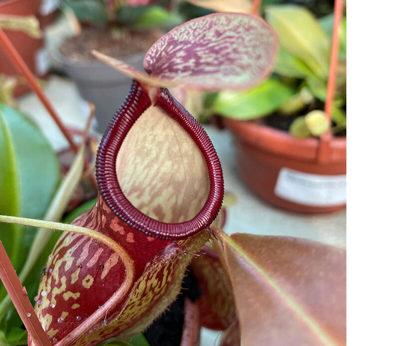 Nepenthes Alata 'Monkey Jars', Nepenthes Carnivora, Pianta Brocca - basket Ø 14 cm