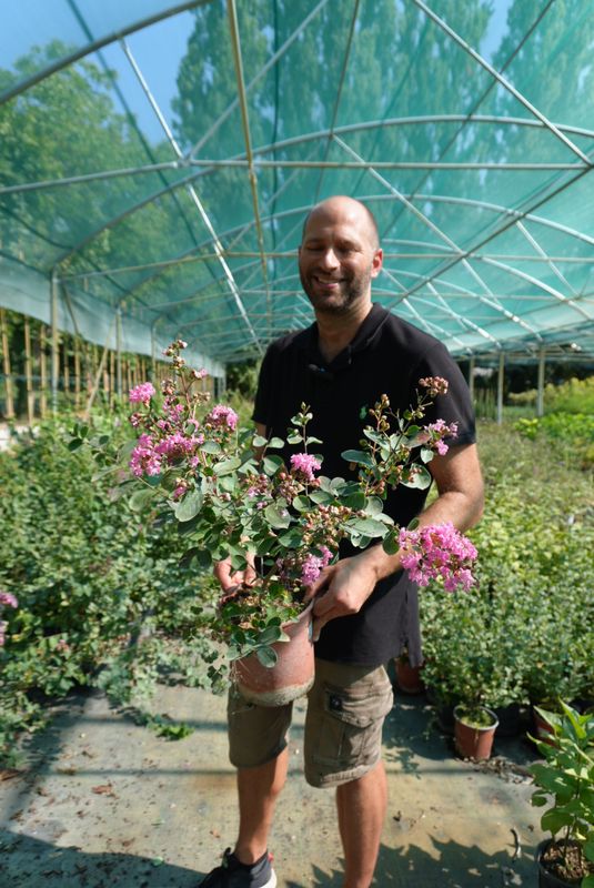 Lagerstroemia indica 'Petite Pink' - FOTO AGOSTO 2025