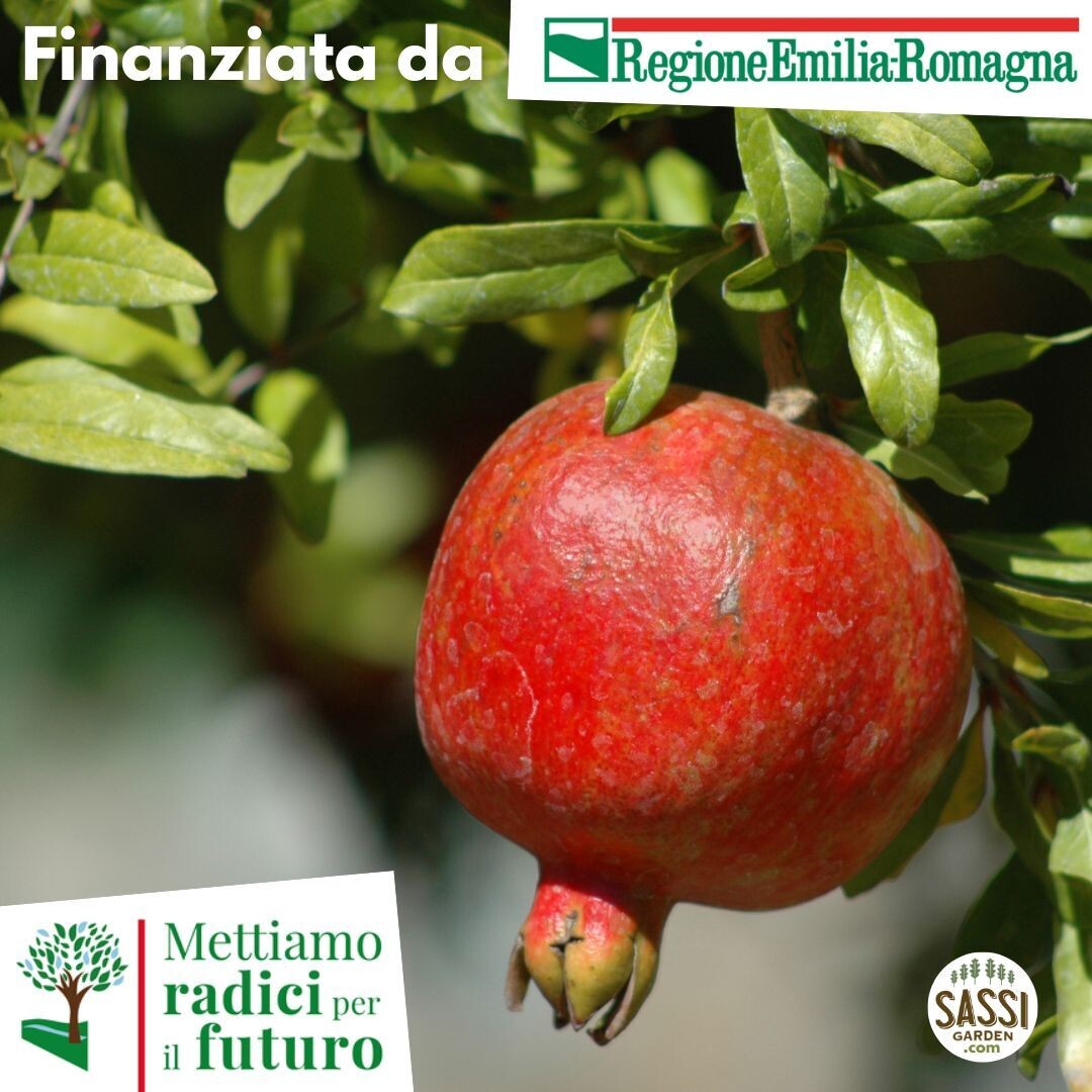 MRPF Punica granatum, Melograno - ALBERO IN VASO  BASSO H 30cm