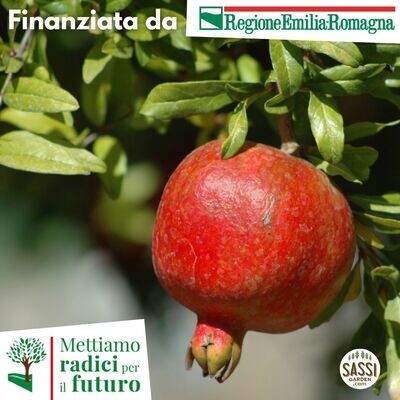 MRPF Punica granatum, Melograno - ALBERO IN VASO  BASSO H 30cm
