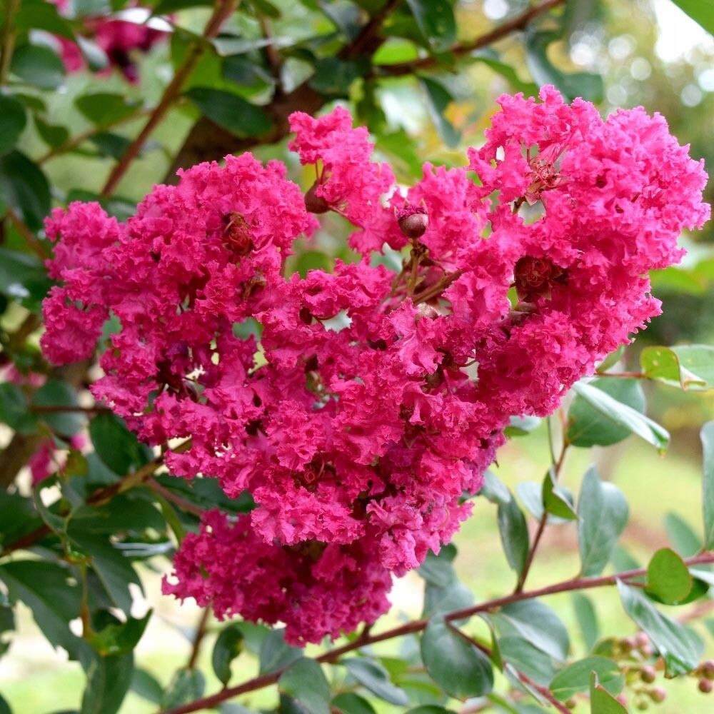 Lagerstroemia indica 'Seaborn', Mirto crespo - vaso 3 litri