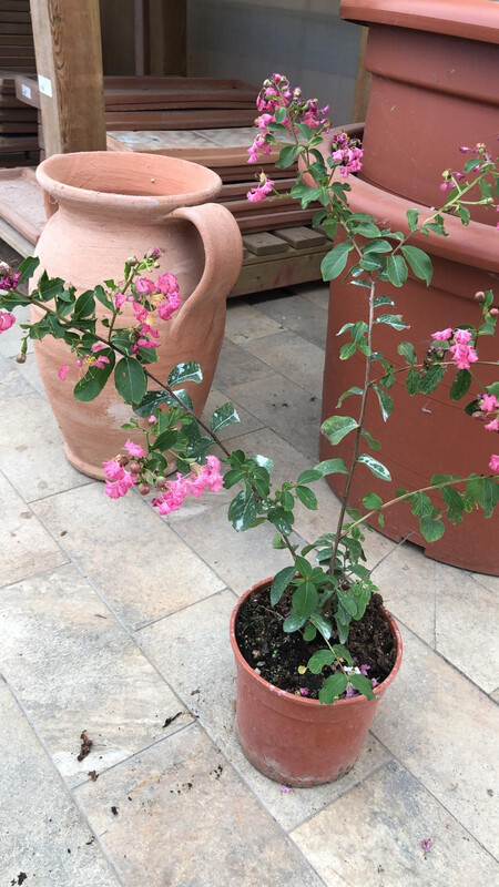 Lagerstroemia indica 'Seaborn', Mirto crespo - vaso 3 litri