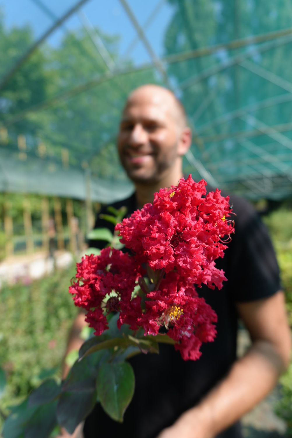 Lagerstroemia indica 'Seaborn', Mirto crespo - vaso 3 litri Lagerstroemia indica 'Seaborn' - FOTO AGOSTO 2025