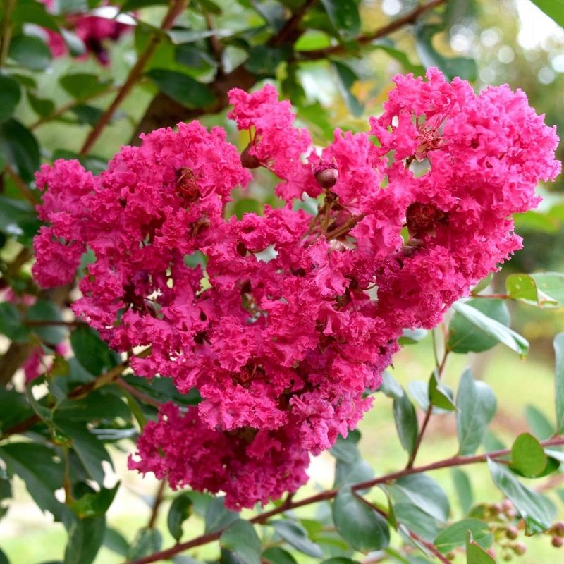 Lagerstroemia indica 'Seaborn', Mirto crespo - vaso 3 litri