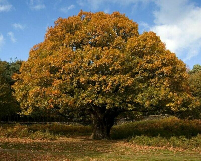 MRPF Quercus petraea, Rovere - ALBERO IN VASO ALTO> 1,5 m