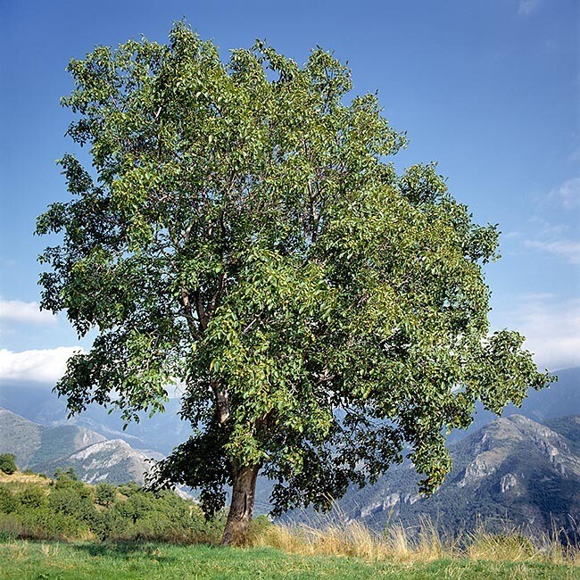 MRPF Juglans regia, Noce comune/Noce bianco/Noce reale - ALBERO IN VASO ALTO> 1,5 m