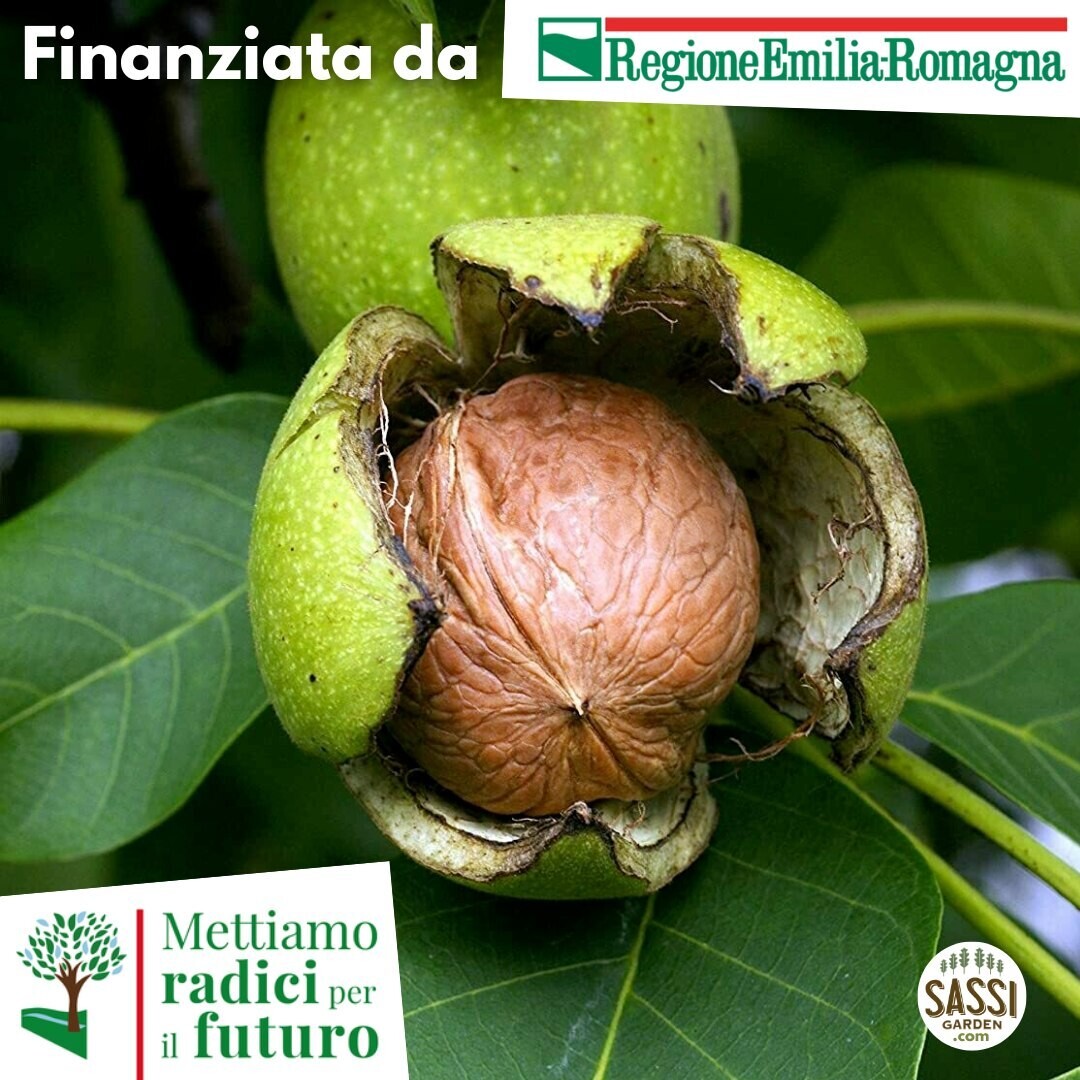 MRPF Juglans regia, Noce comune/Noce bianco/Noce reale - ALBERO IN VASO ALTO> 1,5 m