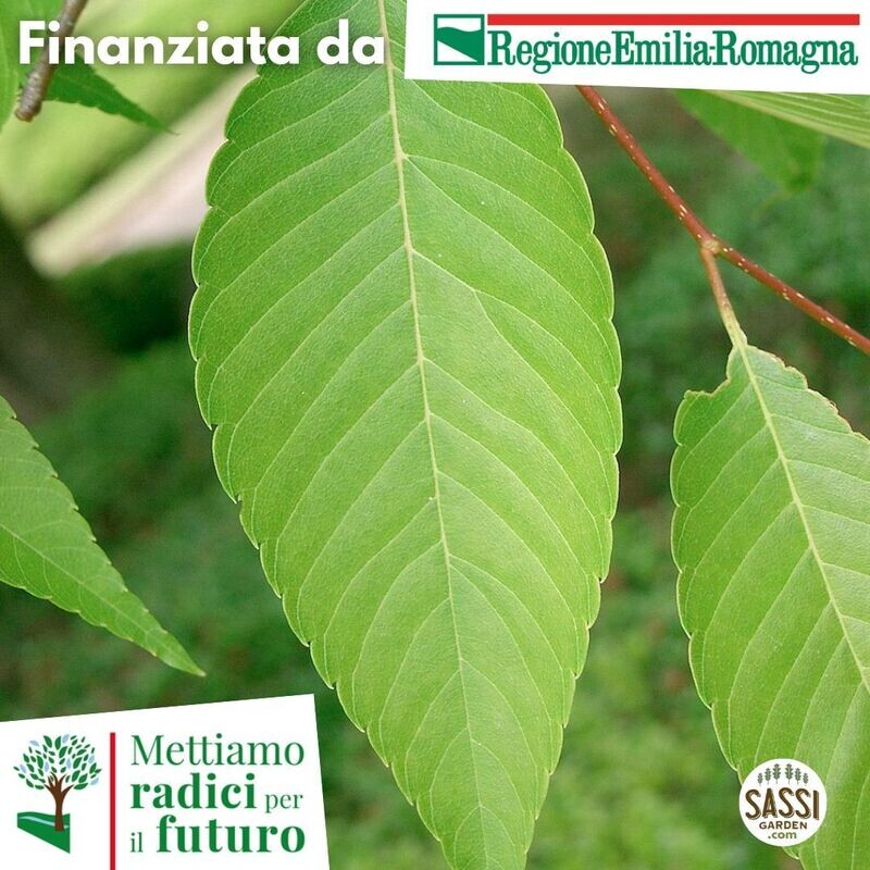 MRPF Zelkova / Olmo giapponese ALBERO IN VASO ALTO> 1,5 m