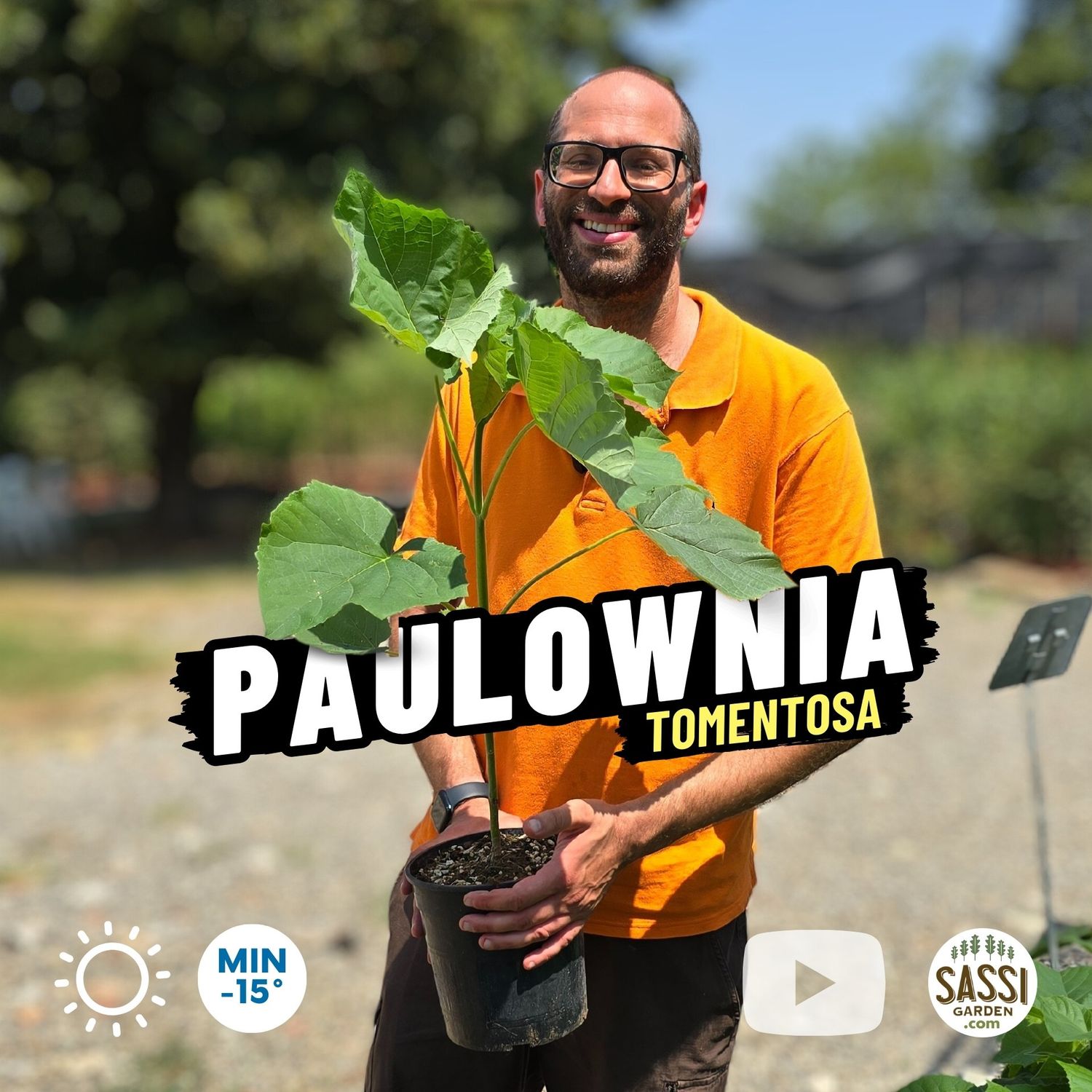 Paulownia Tomentosa, Pawlonia, Paulonia, Albero dei fazzoletti, Albero imperiale - vaso Ø18 cm,  cm APPENA VEGETATE