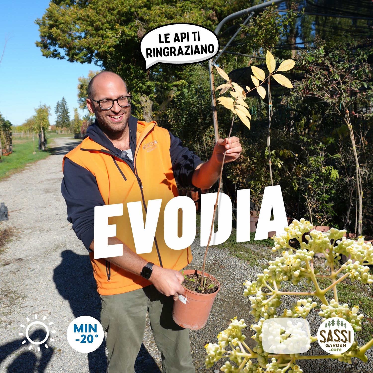 Tetradium daniellii, Evodia, Albero del miele (età 3 anni) - vaso Ø18 cm, h 130 cm