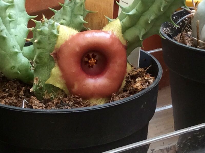 Stapelia Huernia Somalica - vaso Ø8 cm