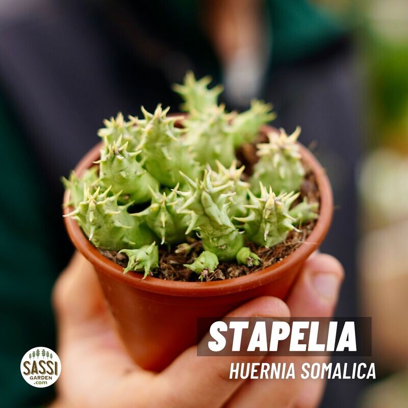 Stapelia Huernia Somalica - vaso Ø8 cm Stapelia Huernia Somalica - vaso Ø8 cm