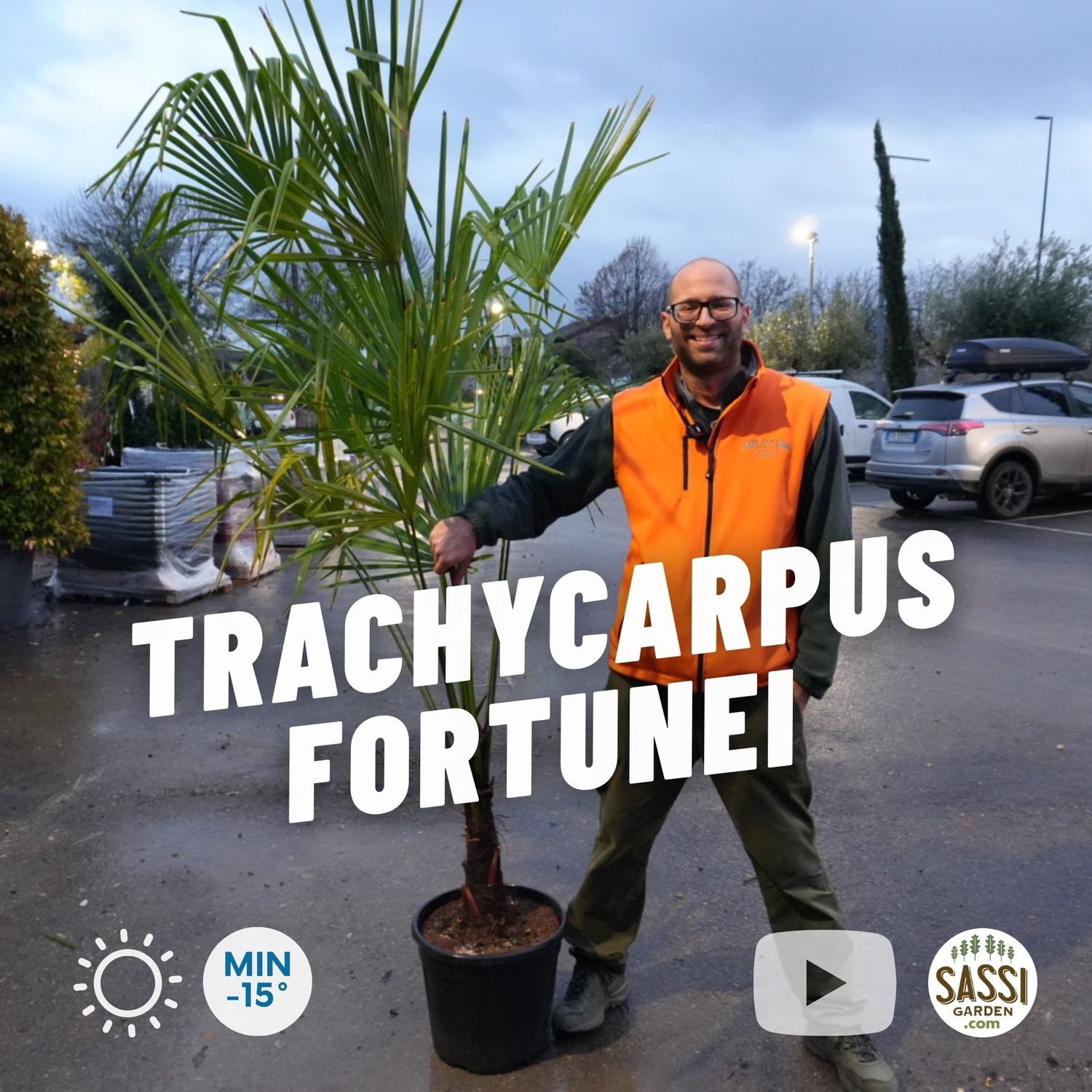 Trachycarpus Fortunei, Palma resistente al gelo, Chamaerops excelsa - vaso Ø40 cm, tronco h 30-40 cm, h totale 190-200 cm Trachycarpus Fortunei, Palma resistente al gelo, Chamaerops excelsa - vaso Ø40 cm, tronco h 30-40 cm, h totale 190-200 cm