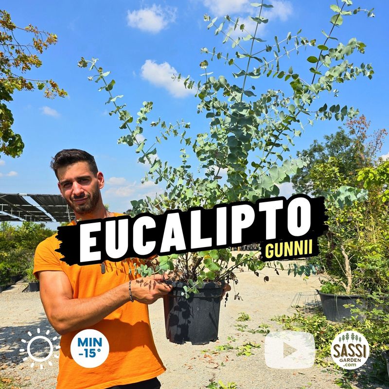 Eucalyptus gunnii, Eucalipto del sidro - vaso Ø25 cm Eucalyptus gunnii, Eucalipto del sidro - vaso Ø25 cm