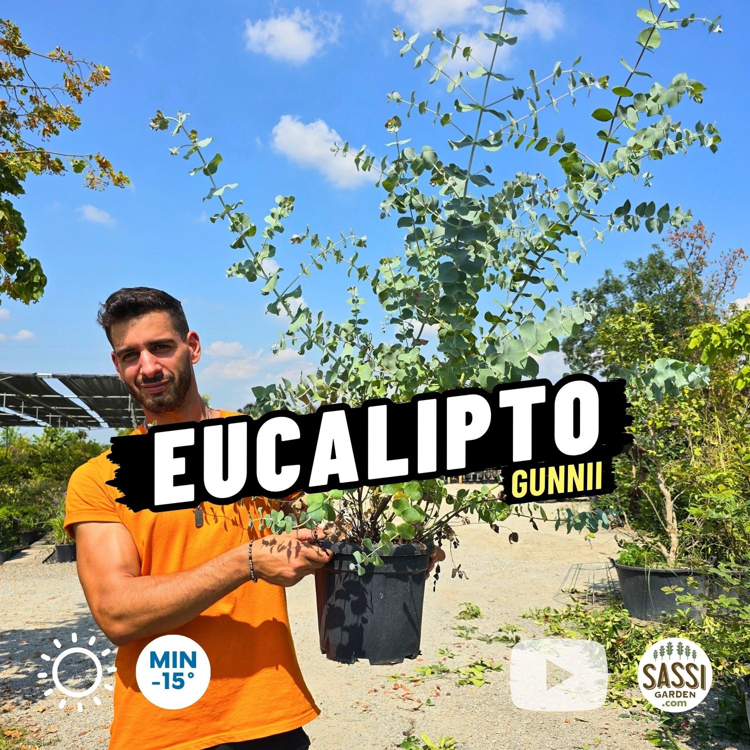 Eucalyptus gunnii, Eucalipto del sidro - vaso Ø25 cm Eucalyptus gunnii, Eucalipto del sidro - vaso Ø25 cm