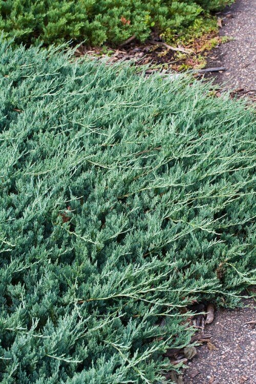 Juniperus horizontalis Blue Chips, ginepro - vaso Ø17 cm