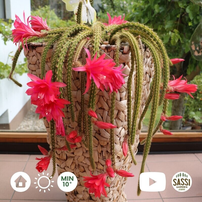 Coda di topo, Aporocactus flagelliformis - vaso Ø14 cm