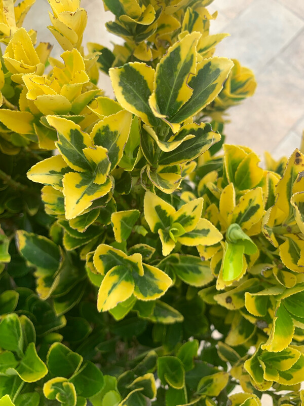 Euonymus japonicus 'Aurea', 'Evonimo, Euonymus Aureomarginata - vaso Ø24 cm, h 50 cm fuori vaso