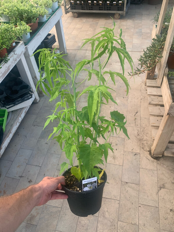 Hibiscus Coccineus 'Alba' - vaso Ø18 cm