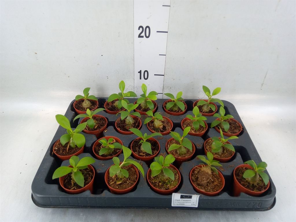 Hydnophytum Papuanum, Pianta labirinto -  pianta delle formiche  - vaso Ø5,5 cm