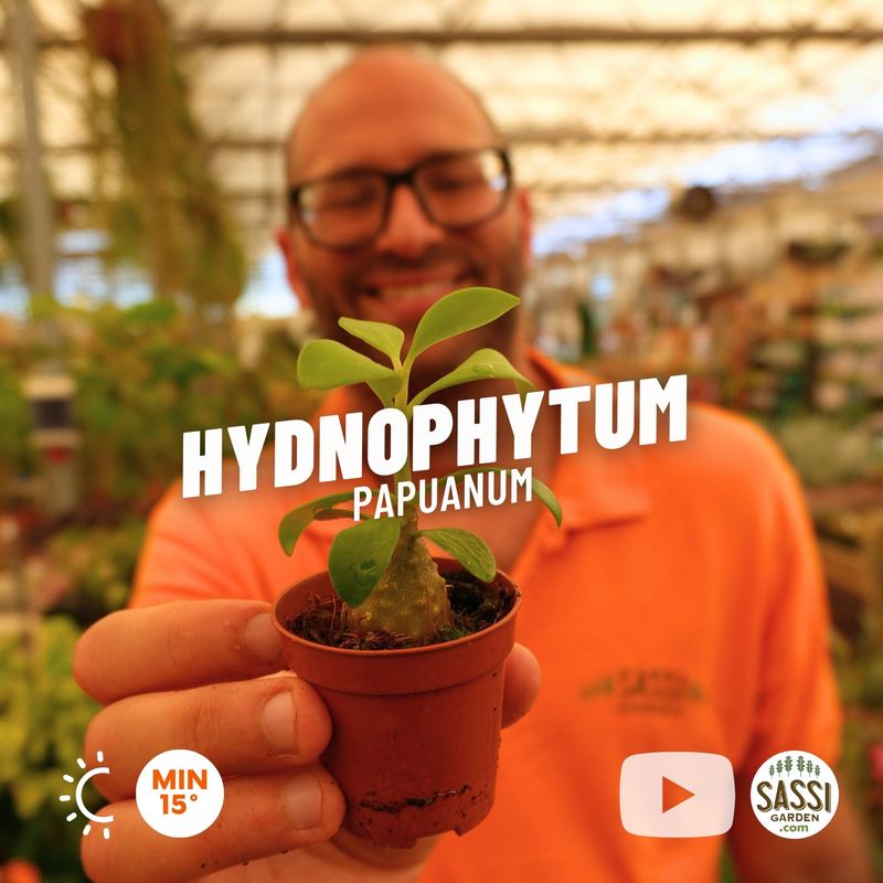 Hydnophytum Papuanum, Pianta labirinto, pianta delle formiche  - vaso Ø5,5 cm