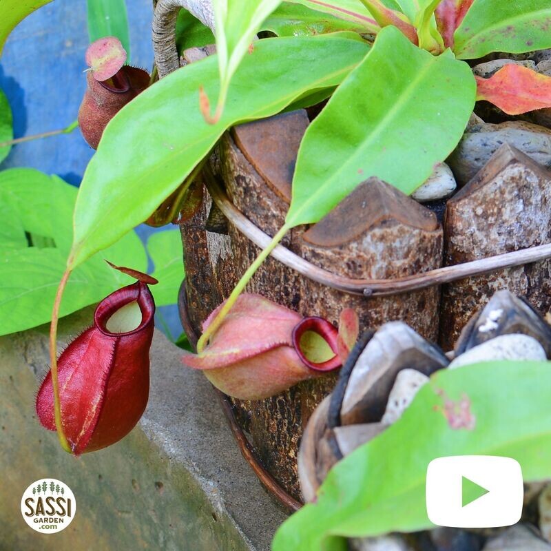 Nepenthes Alata, Nepentes Carnivora, Pianta Brocca - vaso Ø8.5 cm