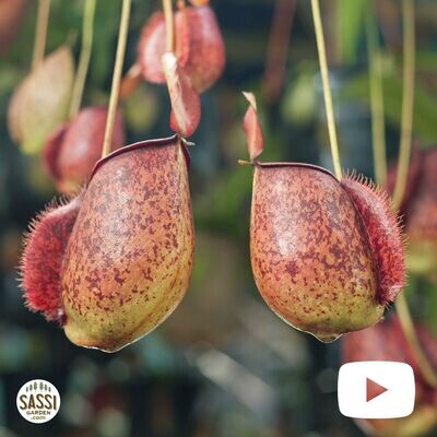 Nepenthes Alata, Nepentes Carnivora, Pianta Brocca - vaso Ø8.5 cm Nepenthes Alata, Nepentes Carnivora, Pianta Brocca - vaso Ø8.5 cm