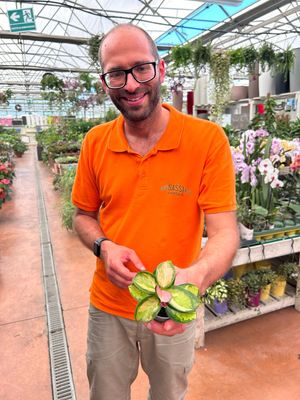 Hoya Australis Lisa, Fiore di Cera - vaso Ø6 cm