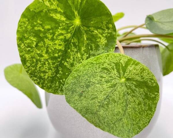 Pilea peperomioides Mojito vaso 13 Pianta delle Monete