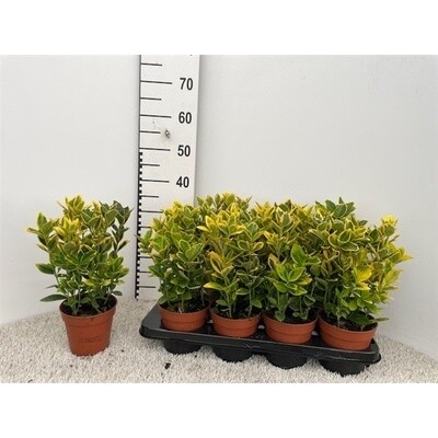 Evonimo, Euonymus japonicus 'Aurea', Euonymus Aureomarginata - vaso Ø13 cm, h 20 cm fuori vaso