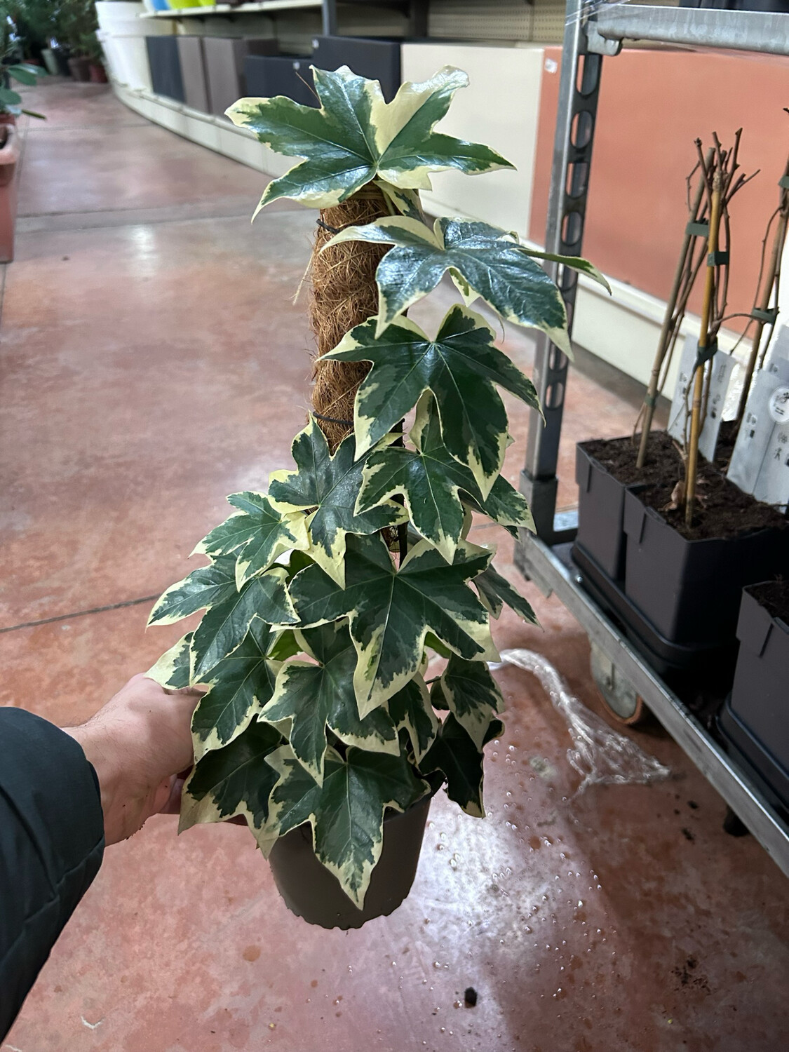 Fatshedera lizei, Falsa edera - vaso Ø14 cm