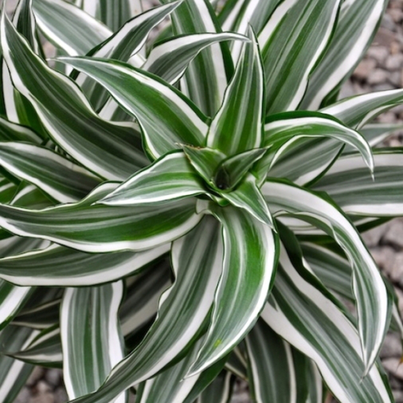 Dracena Warneckei, Dracaena - vaso Ø17 cm, h 60 cm fuori vaso