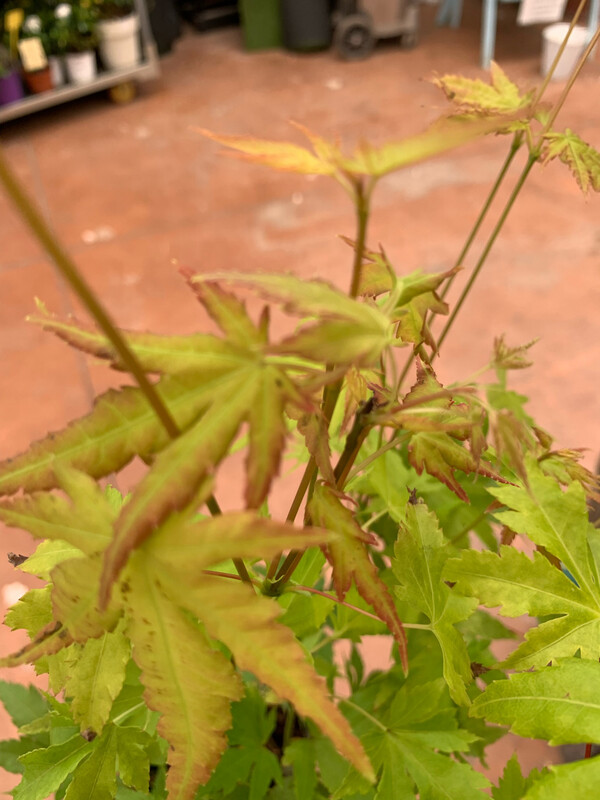 Acer palmatum 'Orange dream', Acero Giapponese Palmato Arancione - vaso Ø22 cm, h 70 cm Acer palmatum 'Orange dream'