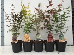 Acer palmatum 'Orange dream', Acero Giapponese Palmato Arancione -  vaso Ø22 cm, h 70 cm