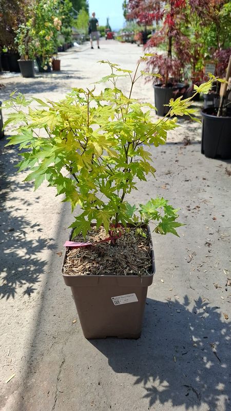Acer palmatum 'Orange dream', Acero Giapponese Palmato Arancione - vaso Ø22 cm, h 70 cm Acer palmatum 'Orange dream' foto di Maggio 2026