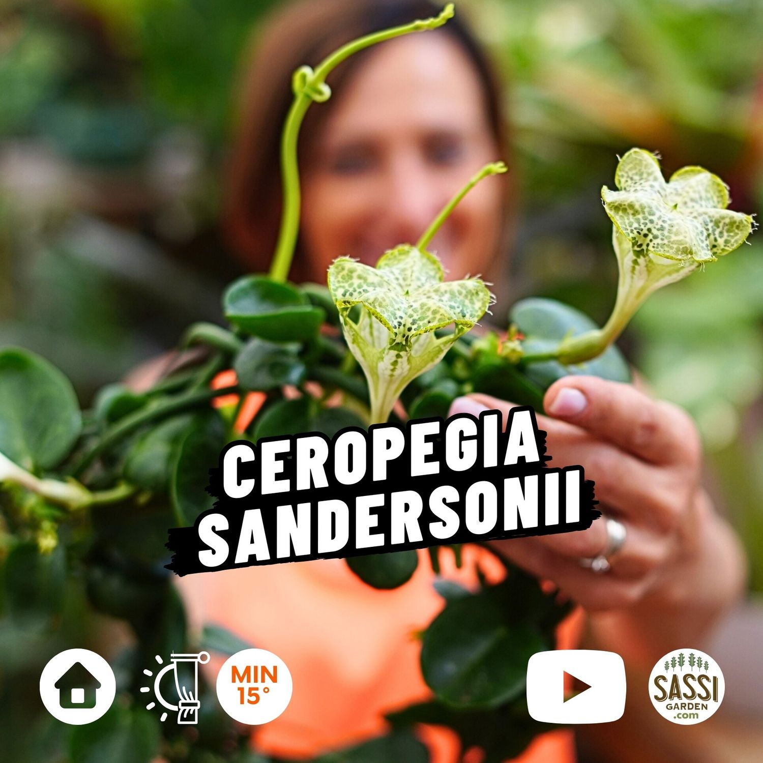 Ceropegia sandersonii, Paracadute di Sanderson - Basket Ø14 cm Ceropegia sandersonii, Paracadute di Sanderson - Basket Ø14 cm