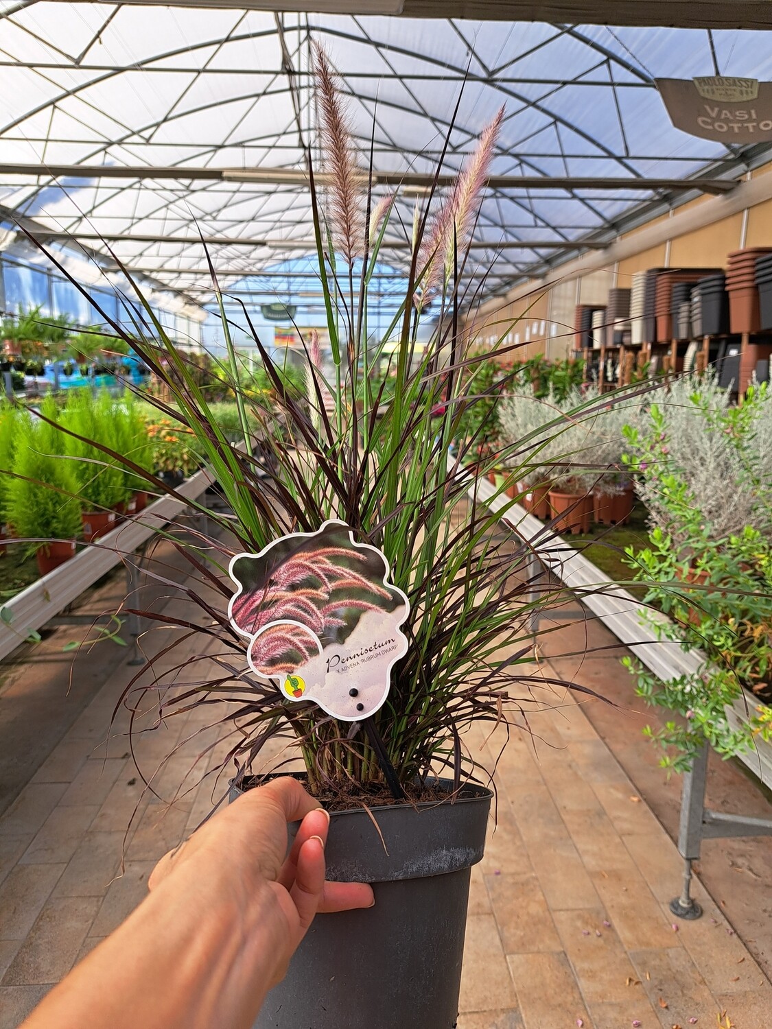 Pennisetum setaceum 'Rubrum' - vaso Ø18 cm ( montec ) Pennisetum setaceum 'Rubrum' - vaso Ø18 cm ( montec )