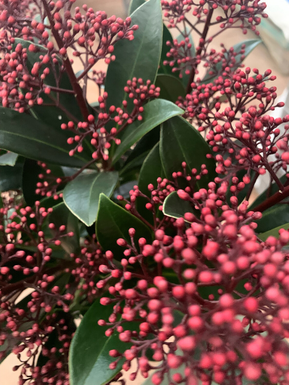 Skimmia japonica 'Rubella' - vaso Ø9cm Skimmia japonica 'Rubella' - vaso Ø9cm